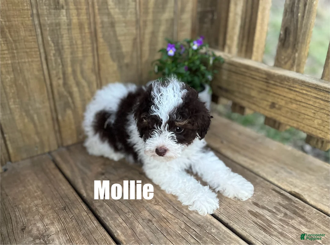 Miniature Poodle dogs for sale: Mollie - Ad 1