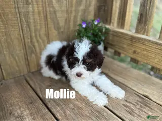 Miniature Poodle dogs Mollie - Ad 5
