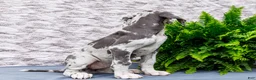 Great Dane dogs for sale: Kara - Ad 7