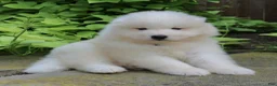 Samoyed dogs for sale: Asher - Ad 4