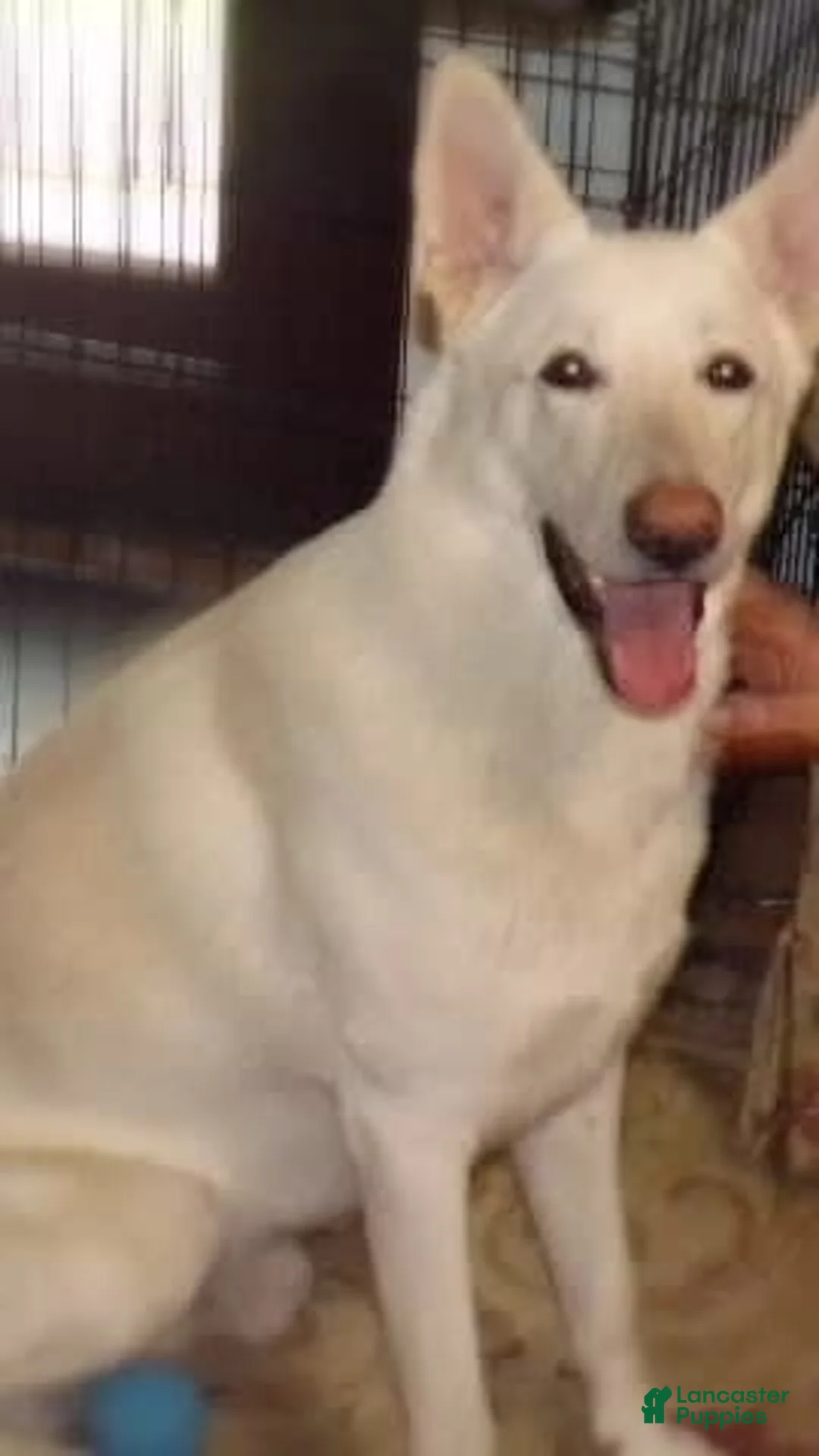 German Shepherd dogs for sale: Duchess - Ad 5