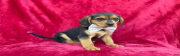 Beagle dogs for sale: Goose - Ad 6