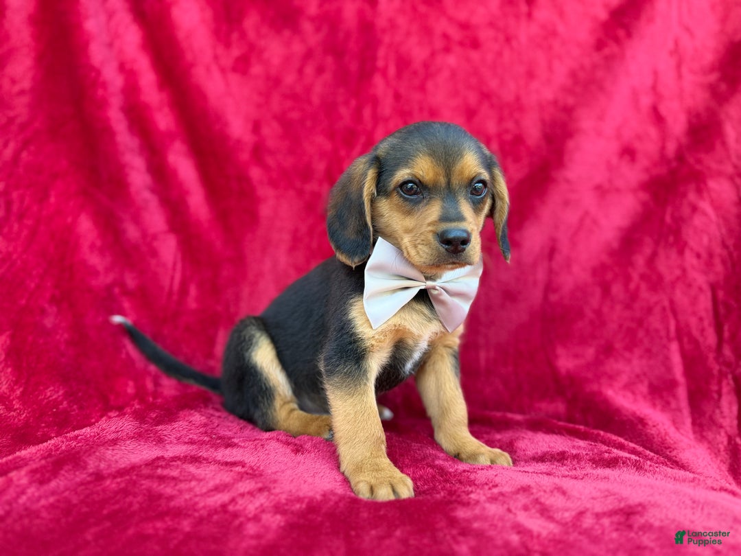 Beagle dogs for sale: Goose - Ad 6