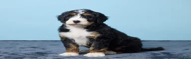Jet