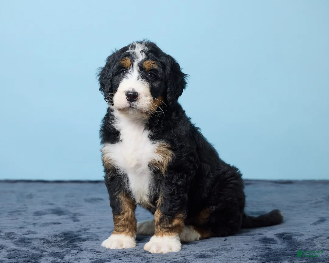 Bernedoodle dogs for sale: Jet - Ad 1