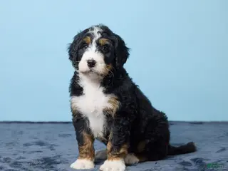 Bernedoodle dogs for sale: Jet - Ad 2