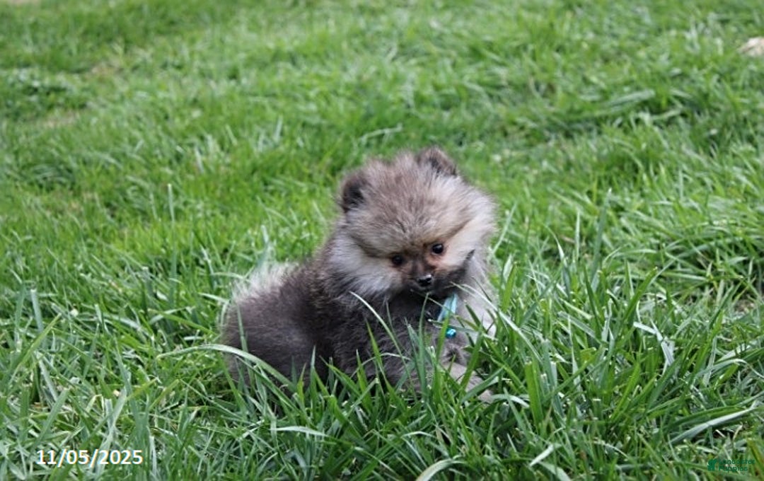 Pomeranian dogs for sale: Major - Ad 19