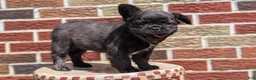 French Bulldog dogs for sale: Emmy - Ad 7