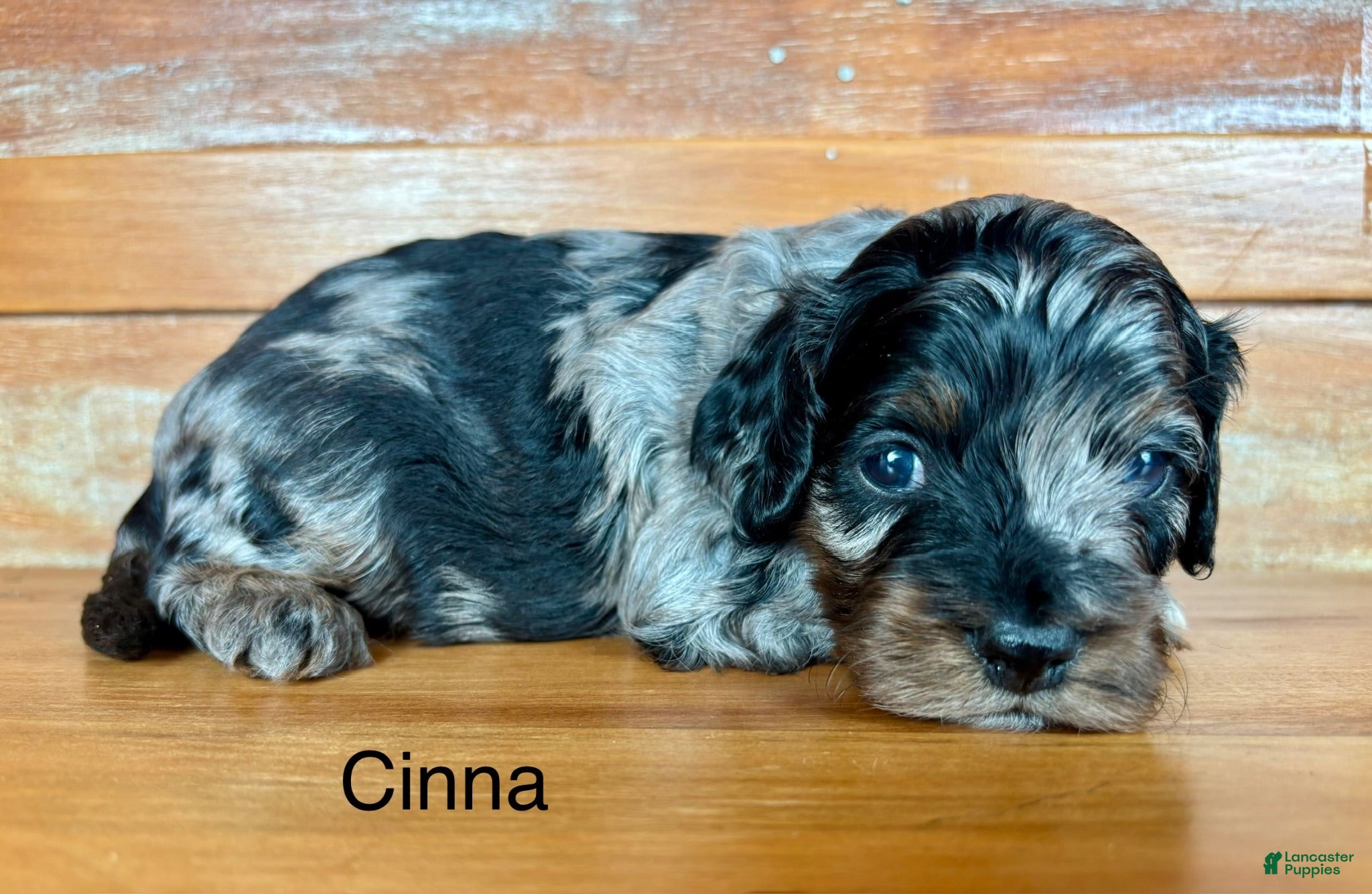 Cockapoo dogs for sale: Cockapoo 3 - Ad 2