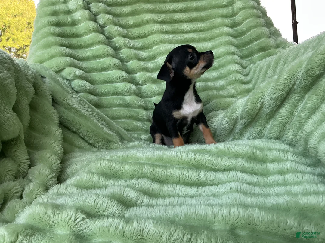 Chihuahua dogs for sale: Chihuahua 2 - Ad 2