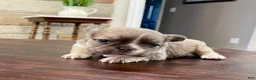 French Bulldog dogs for sale: Meredith - Ad 6