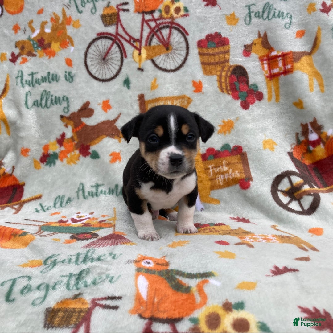 Chihuahua dogs for sale: Benny - Ad 3