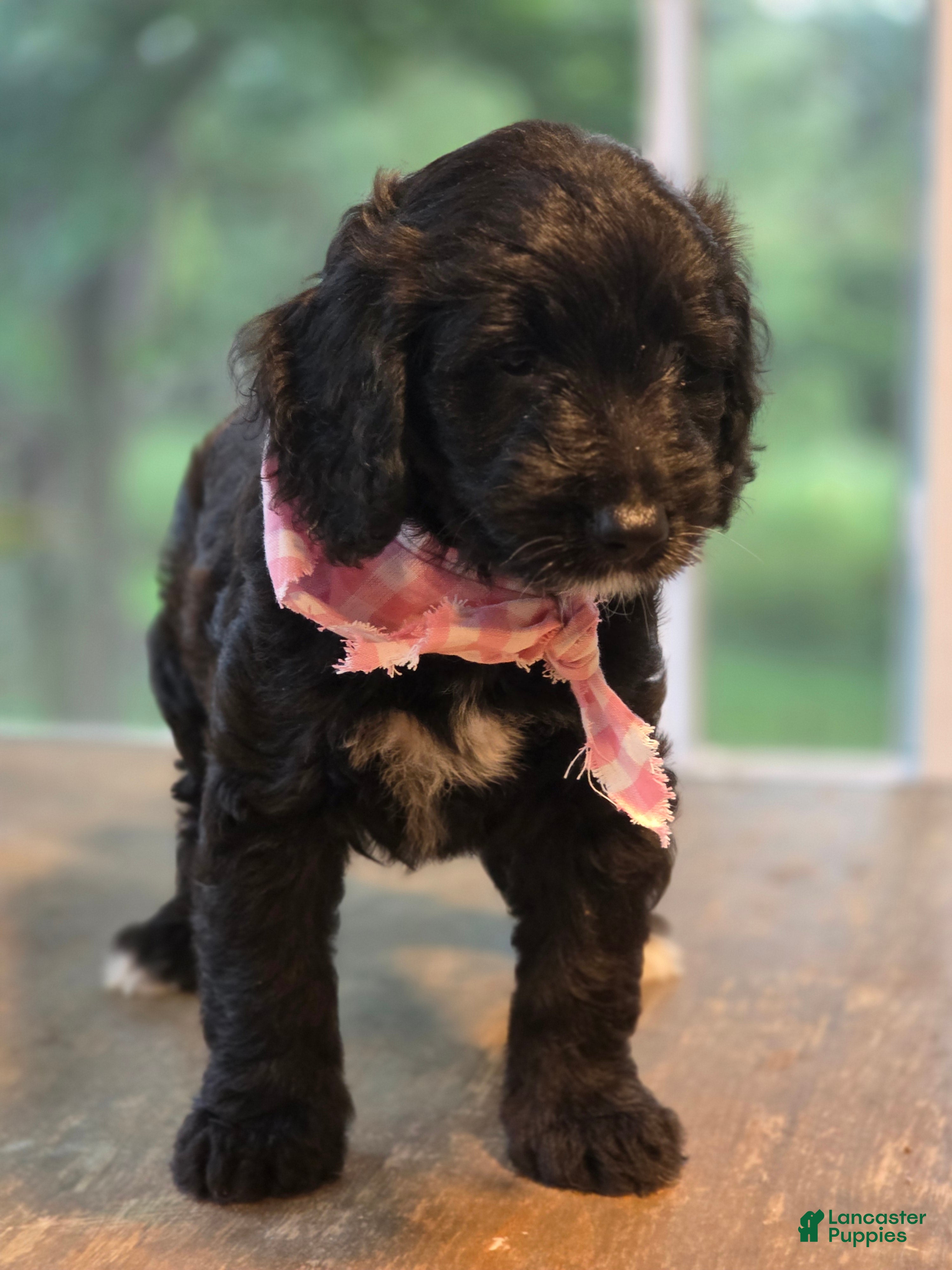 Goldendoodle dogs Goldendoodle 5 - Ad 23