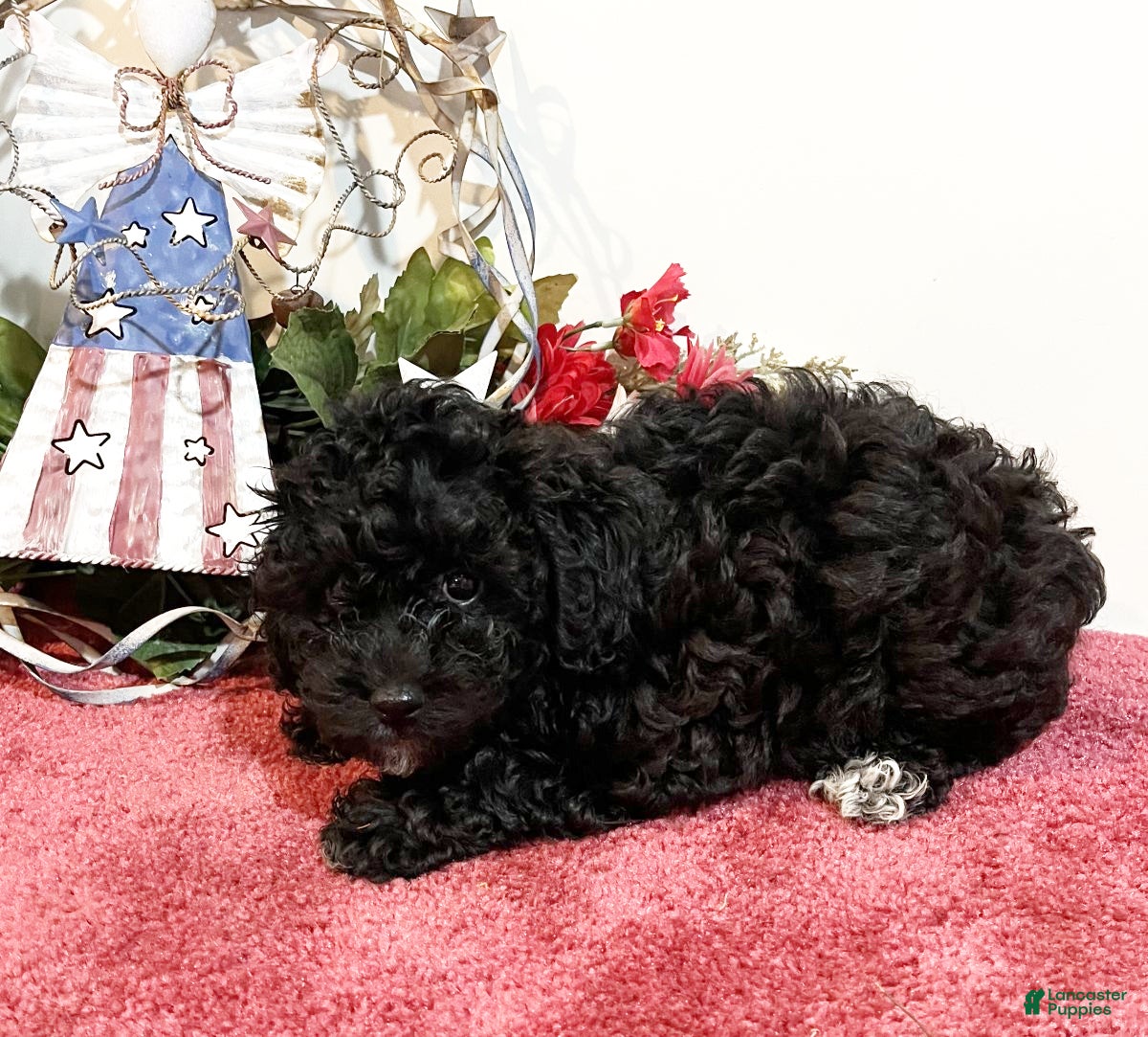 Havapoo dogs Cocoa - Ad 2