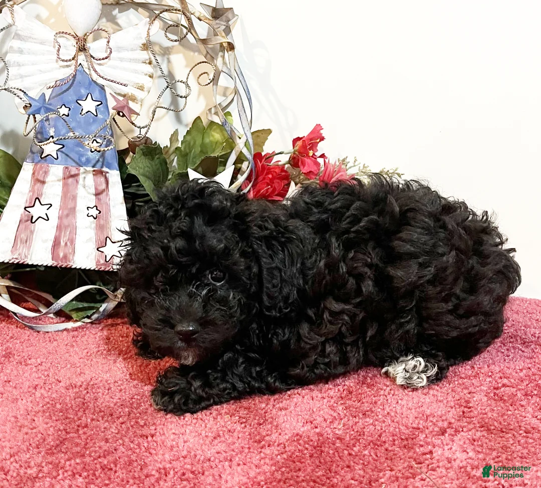 Havapoo dogs for sale: Cocoa - Ad 2