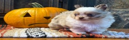 Chihuahua dogs for sale: Merle Male  - Ad 3