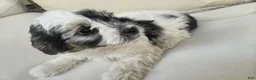 Mixed Breed dogs for sale: Lulo - Ad 1