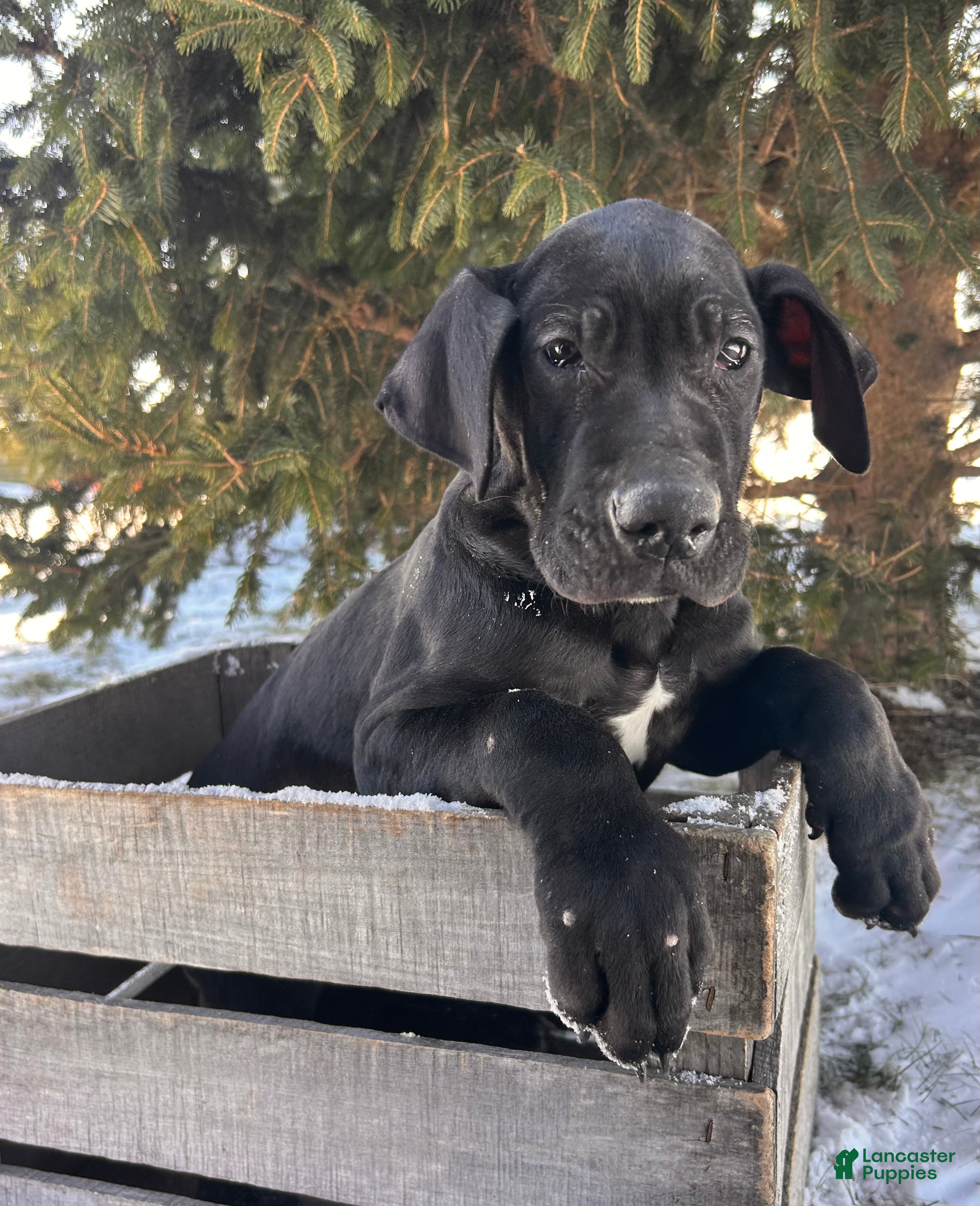 Great Dane dogs Siri - Ad 20
