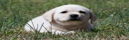 Labrador Retriever dogs for sale: Keira - Ad 2