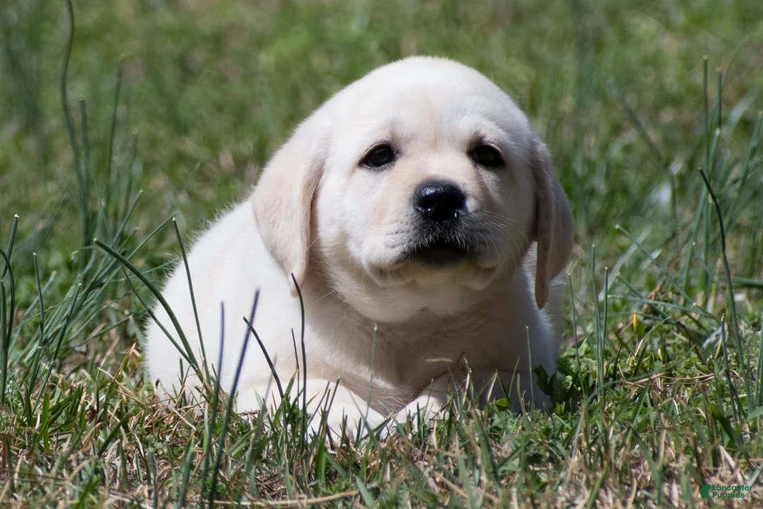 Labrador Retriever dogs for sale: Keira - Ad 2