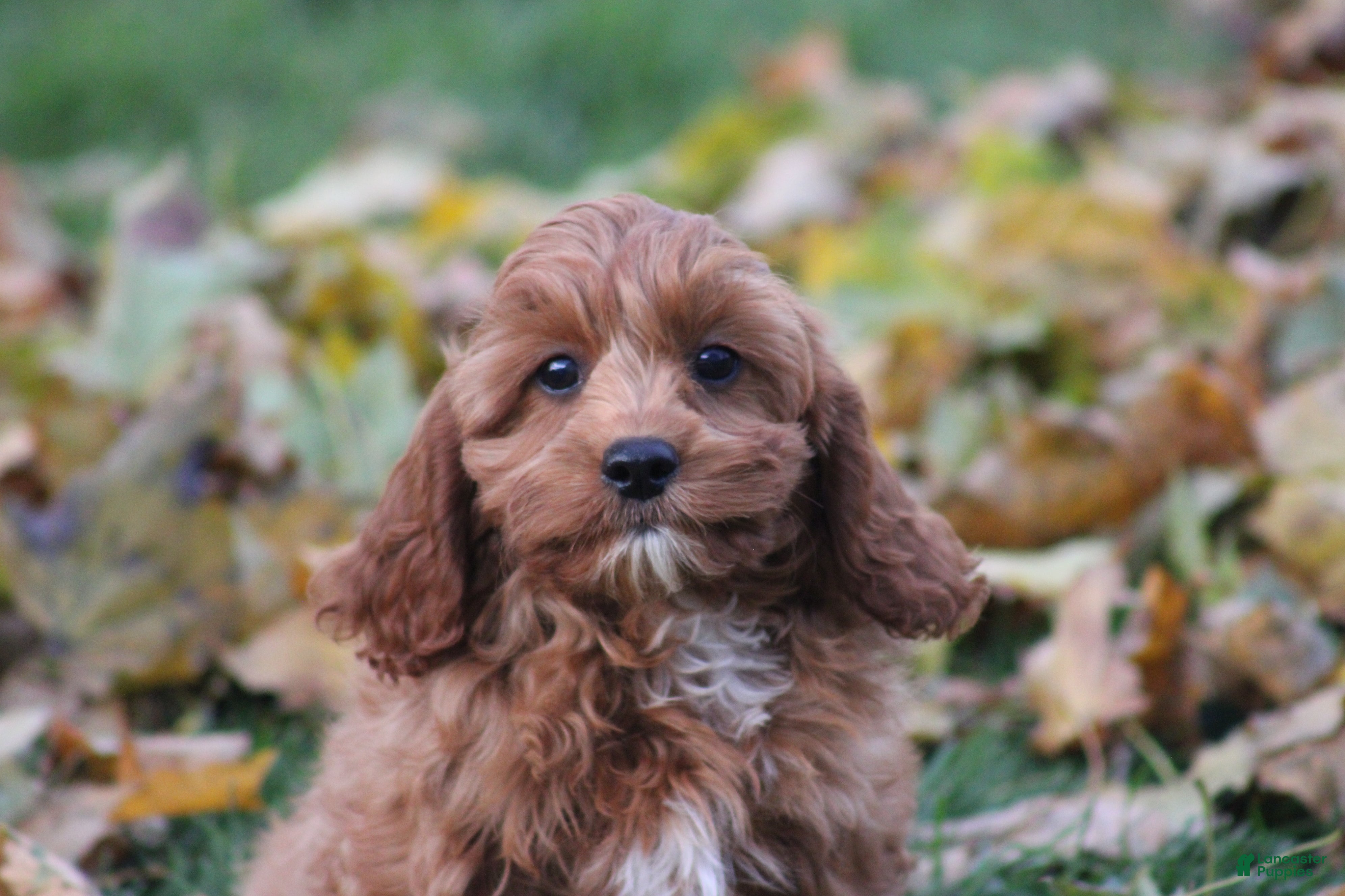 Cavapoo dogs for sale: Bradi - Ad 2