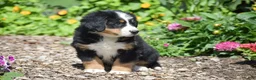 Bernese Mountain Dog dogs for sale: Brooklynn - Ad 2