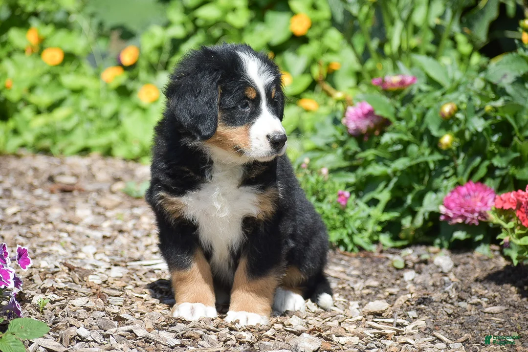 Bernese Mountain Dog dogs for sale: Brooklynn - Ad 2