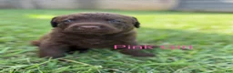 Chesapeake Bay Retriever dogs for sale: Pink Collar Girl - Ad 2