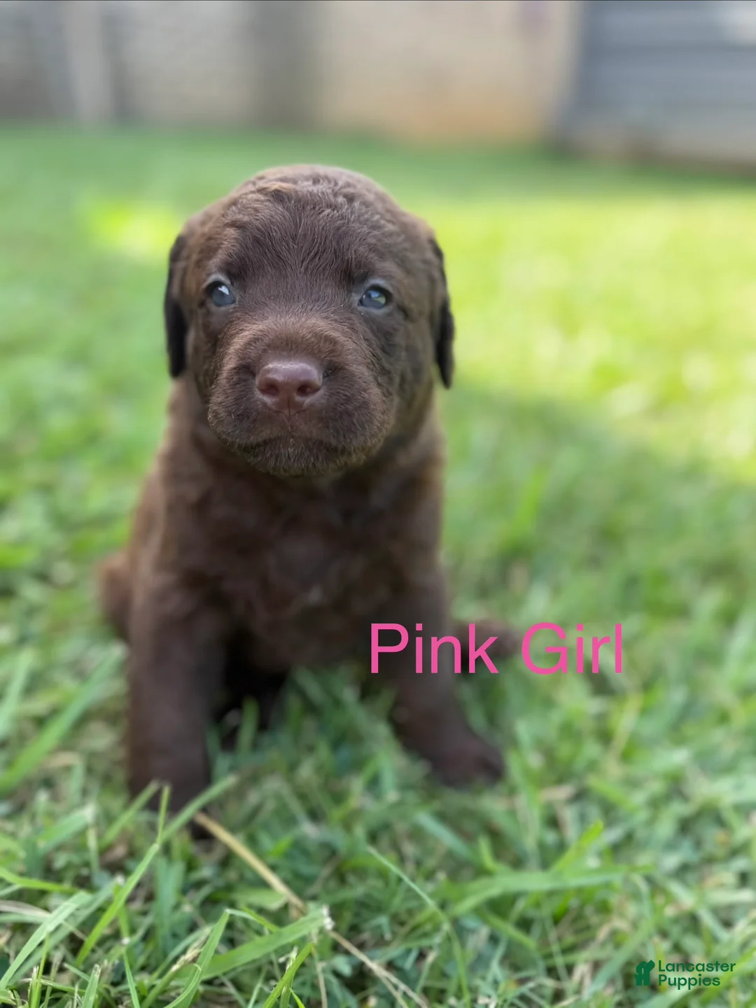 Chesapeake Bay Retriever dogs for sale: Pink Collar Girl - Ad 2
