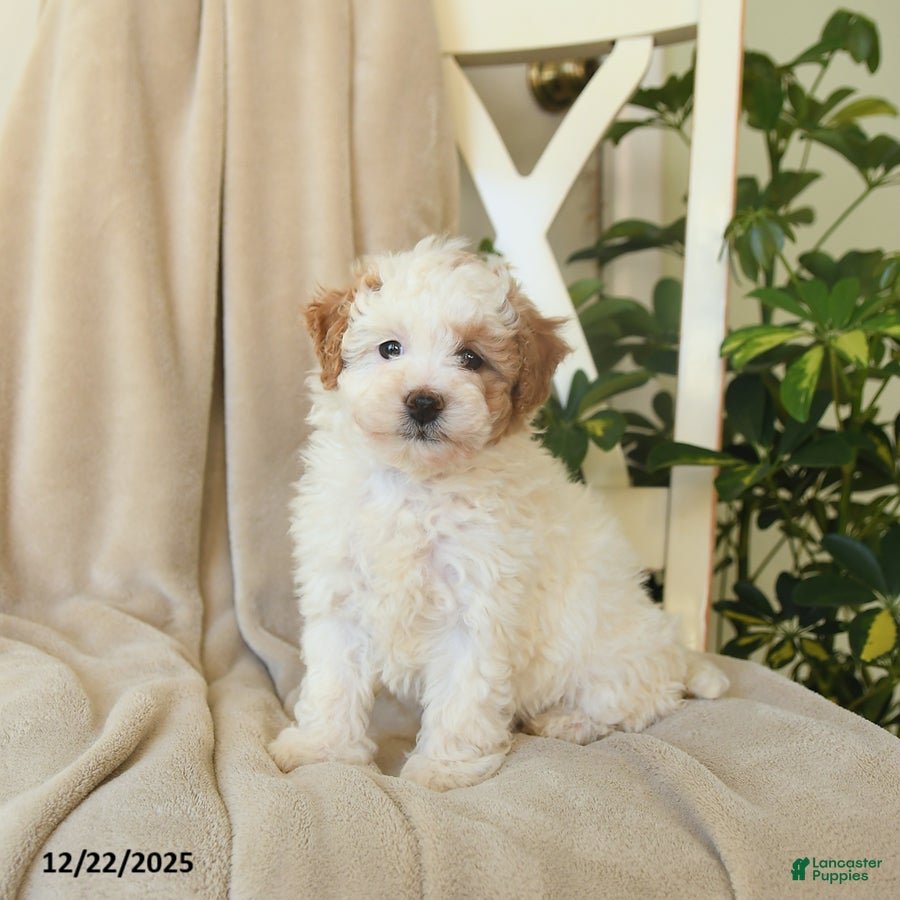 Havapoo dogs Lexi  - Ad 34