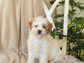 Havapoo dogs Lexi - Ad 34