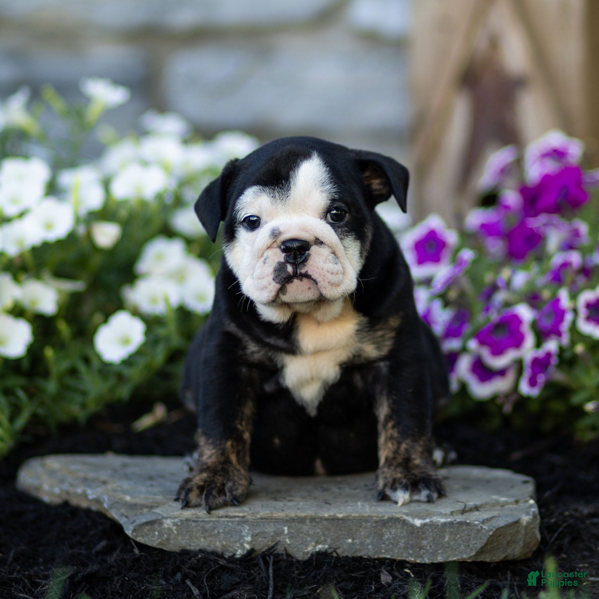 English Bulldog dogs Winnie English Bulldog  - Ad 2