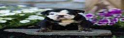English Bulldog dogs for sale: Winnie English Bulldog  - Ad 2