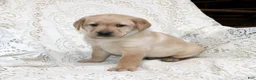 Labrador Retriever dogs for sale: Ranger - Ad 3