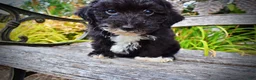 Havapoo dogs for sale: Kudos - Ad 6