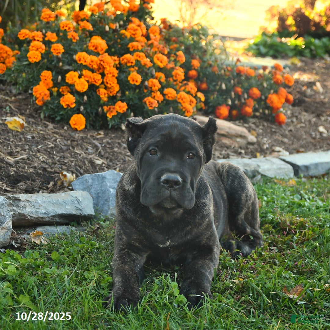 Cane Corso dogs for sale: Lance  - Ad 5