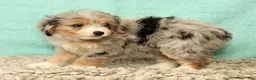 Mini Aussiedoodle dogs for sale: Megan - Ad 10