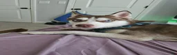Siberian Husky dogs for sale: Siberian Husky Puppy 2 - Ad 2