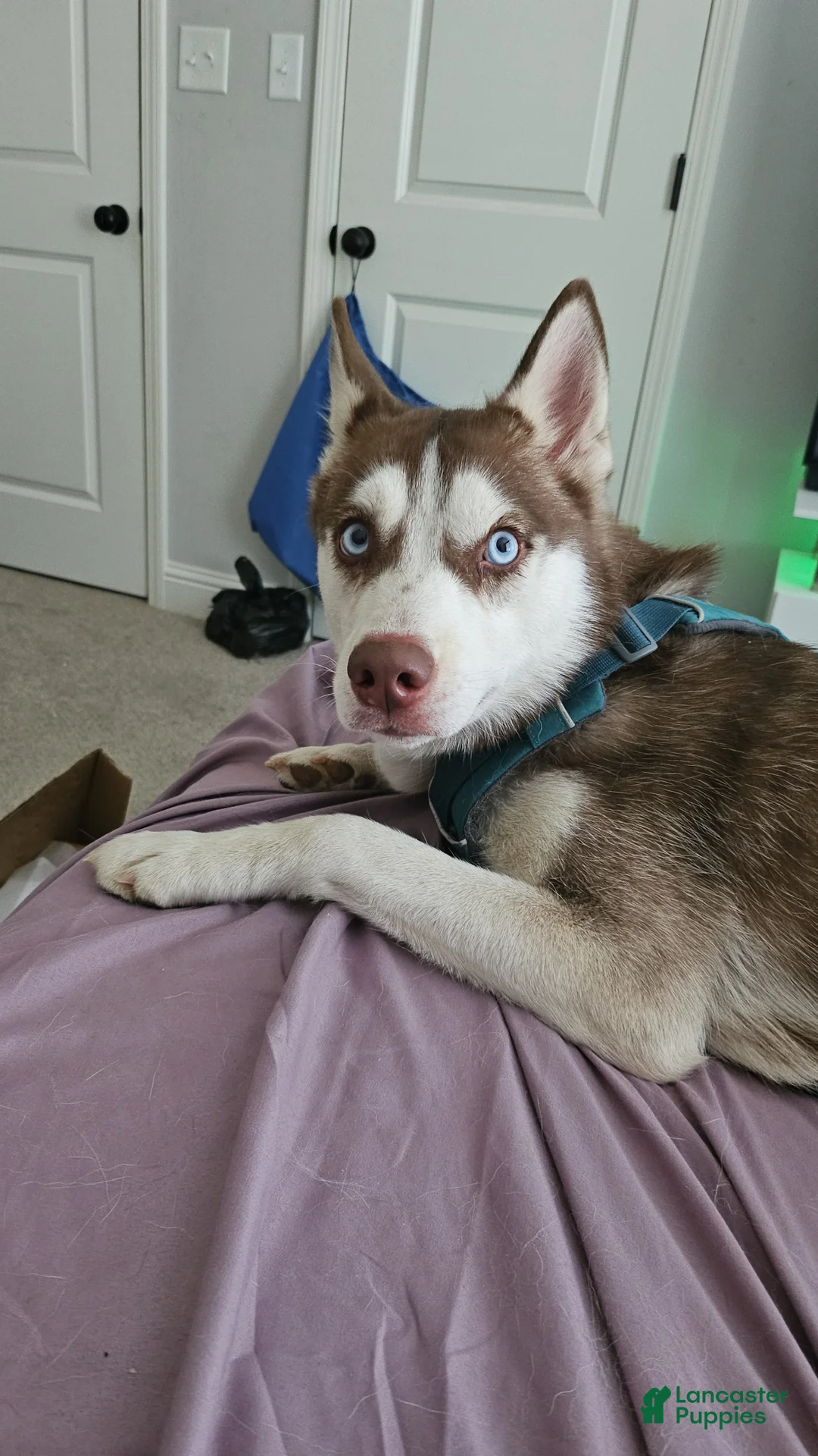 Siberian Husky dogs for sale: Siberian Husky Puppy 2 - Ad 2