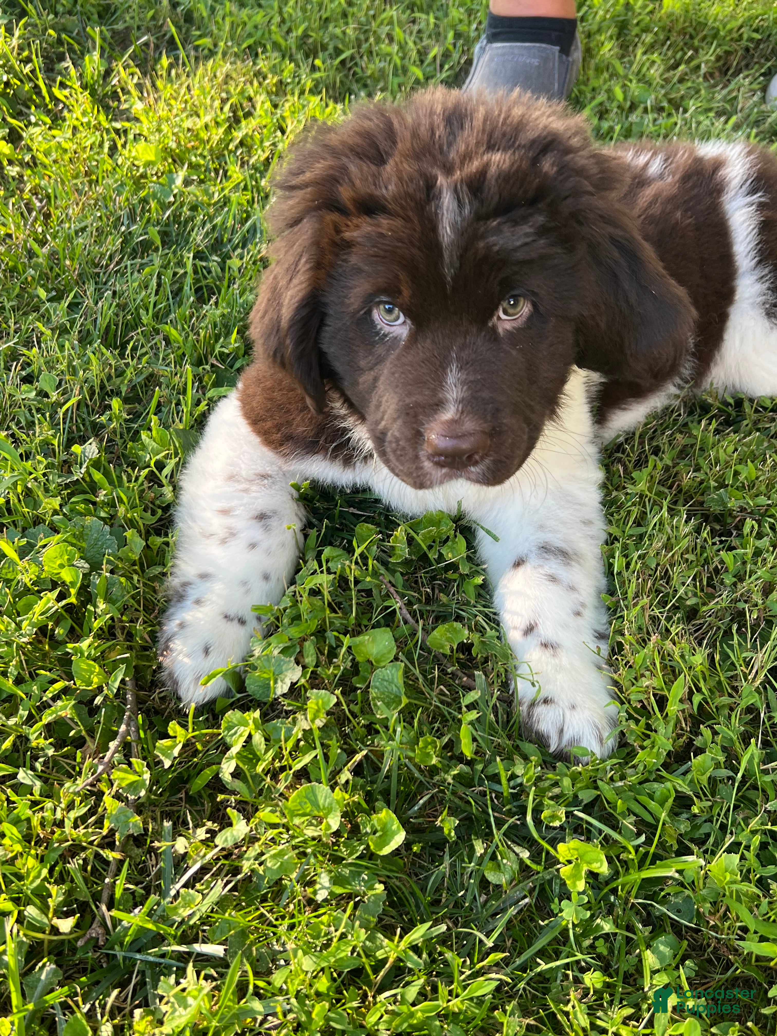 Newfoundland dogs Orange Honeybell - Ad 1