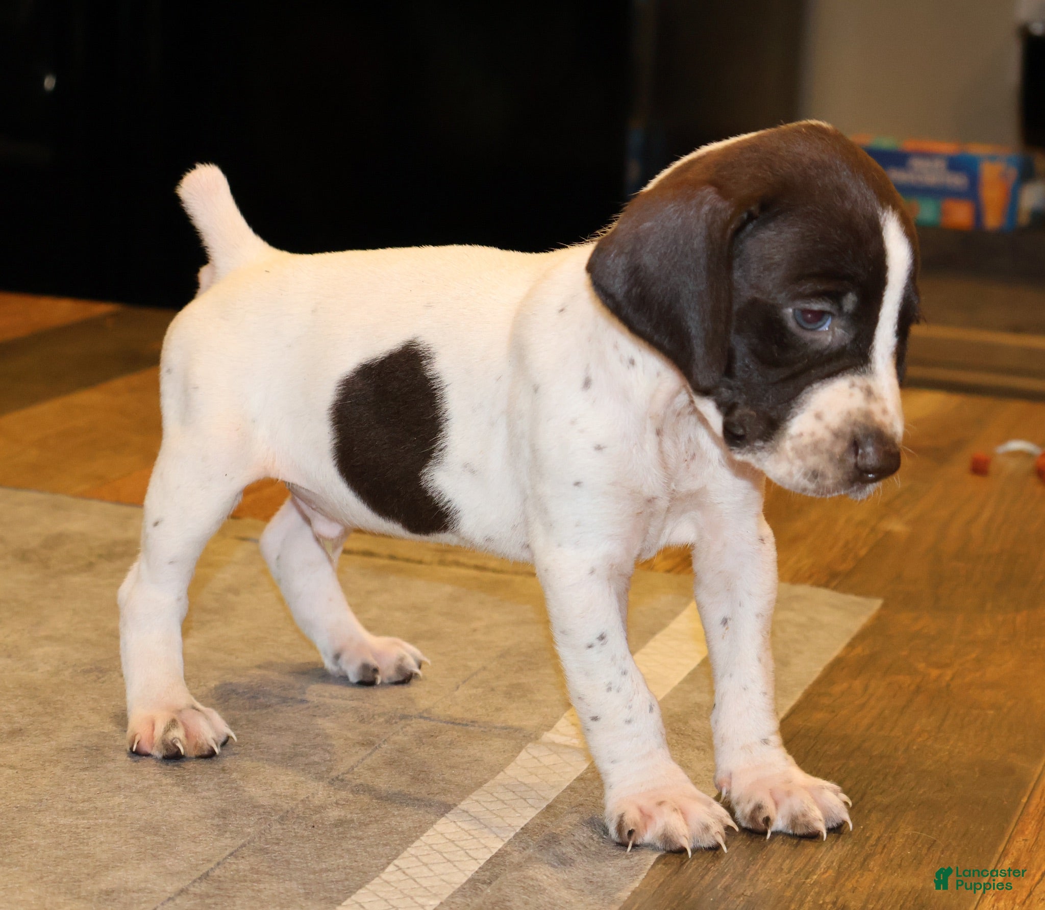 German Shorthaired Pointer dogs Rhett - Ad 1