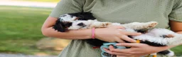 Mini Bernedoodle dogs for sale: Chloe - Ad 10