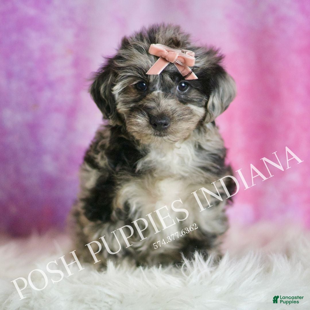 Yorkiepoo dogs Velvet - Ad 3