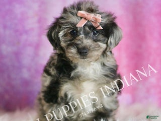 Yorkiepoo dogs Velvet - Ad 35