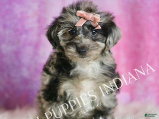 Yorkiepoo dogs Velvet - Ad 41