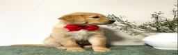 Golden Retriever dogs for sale: Diesel - Ad 3