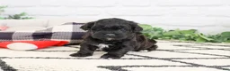 Shihpoo dogs for sale: Draco - Ad 2