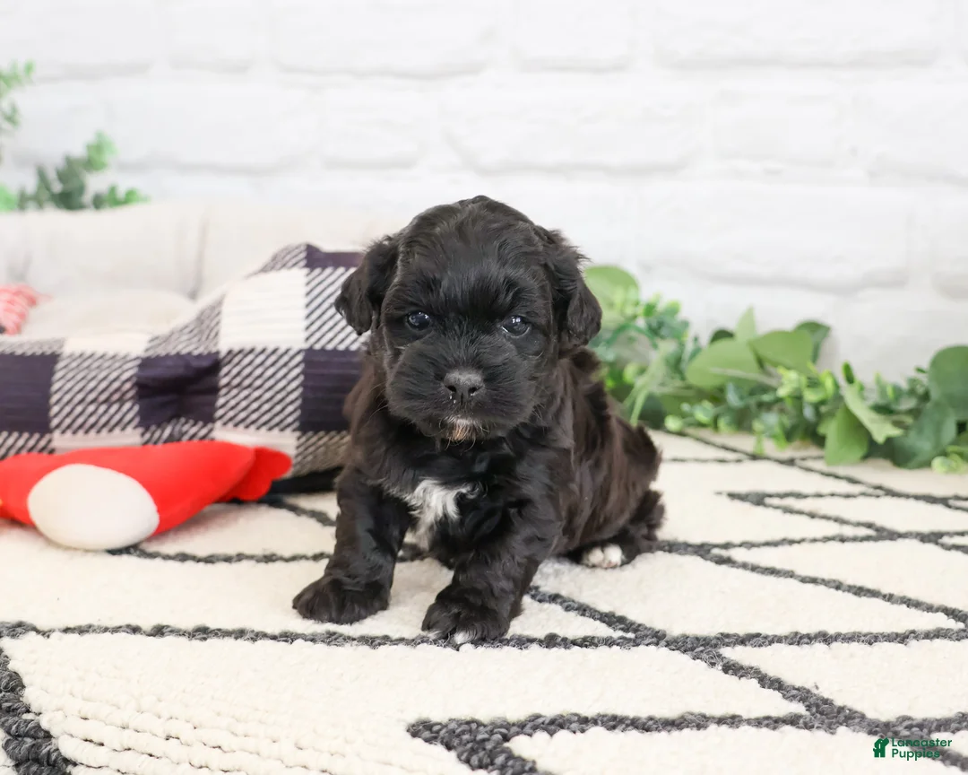 Shihpoo dogs for sale: Draco - Ad 2