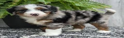 Mini Bernedoodle dogs for sale: Mini Tank - Ad 9