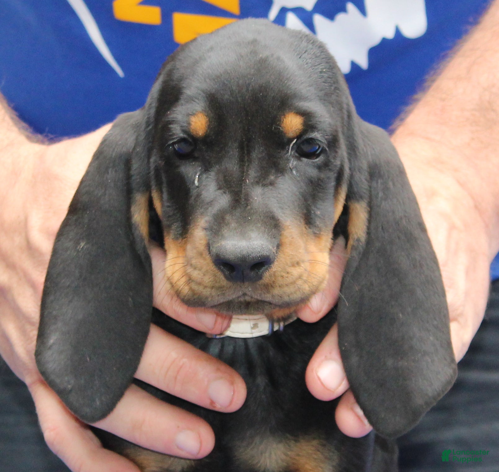 Black And Tan Coonhound dogs for sale: Liza - Ad 3